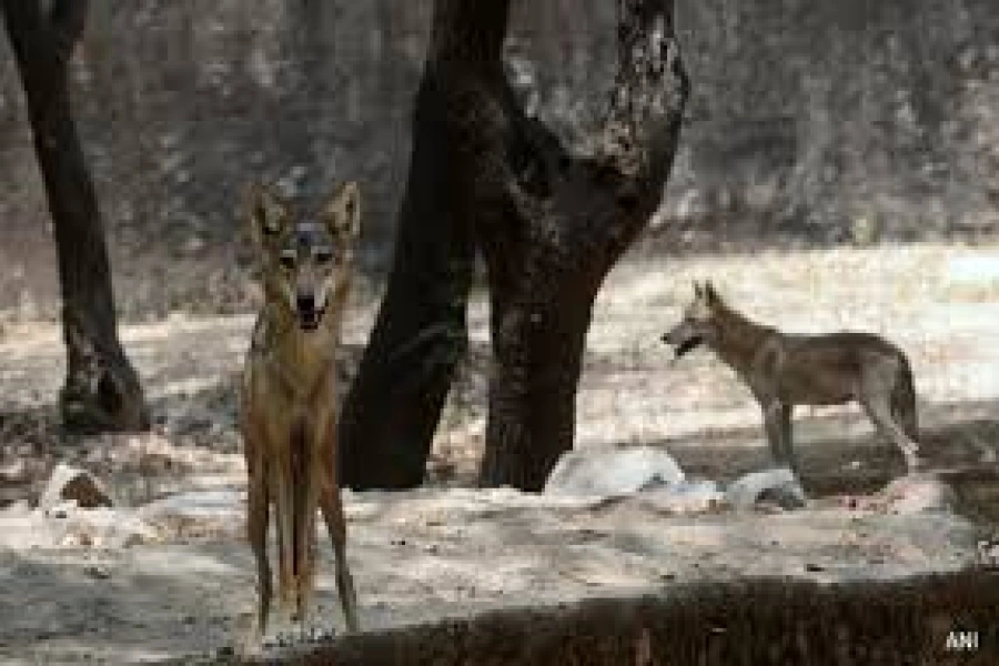 Wolves terror India-1764494891.webp